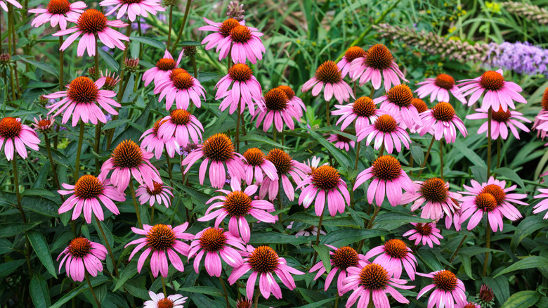 Pink coneflowers growing in a garden