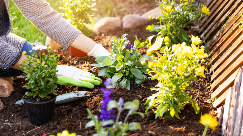 Person planting various flowers in a garden bed