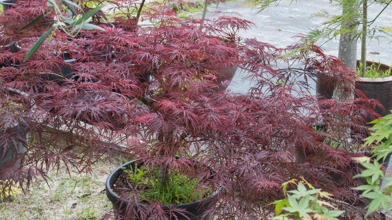 A red-leafed Japanese maple tree in a pot