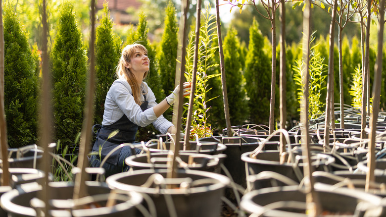 A woman caring for potted trees at a nursery