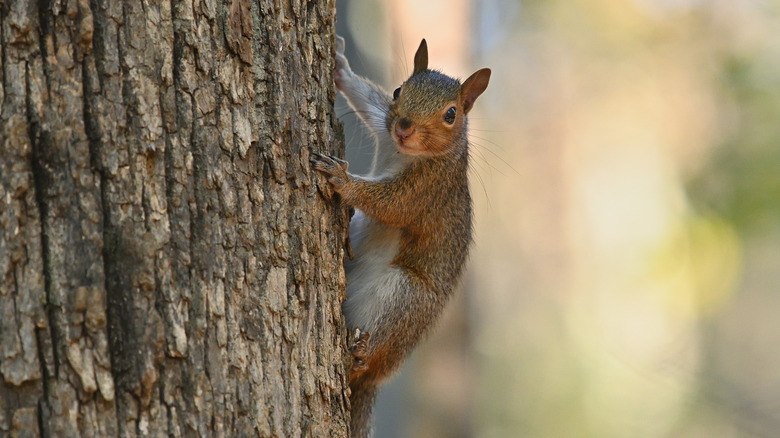 Squirrel climbing up a tree