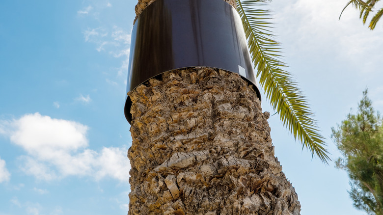 Metal color wrapped around palm tree trunk