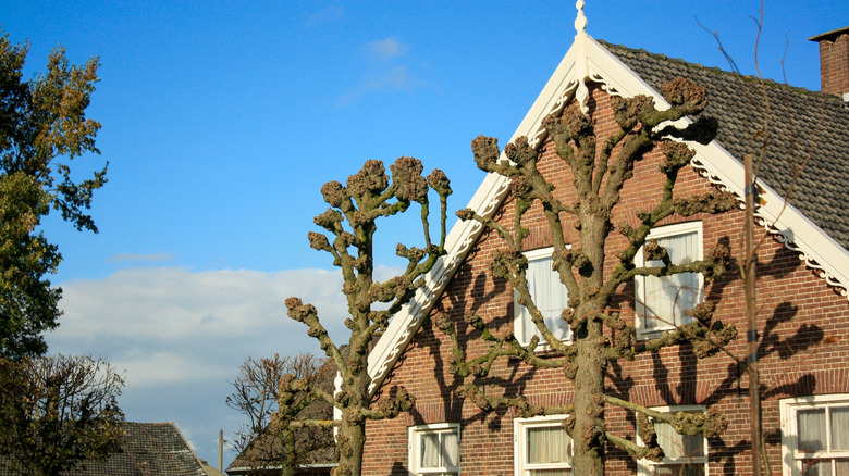Pollarded trees outside of a home below roofline