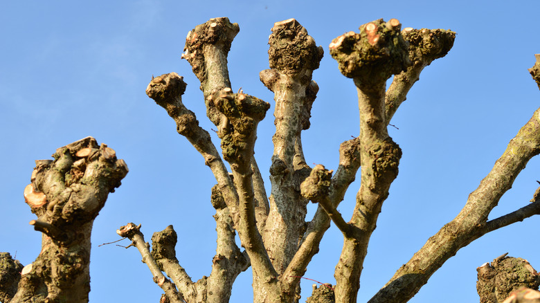 A pollarded willow tree
