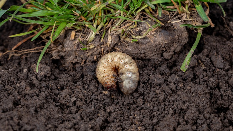Grub in dirt and lawn