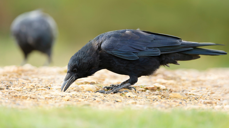 Crows eating on ground