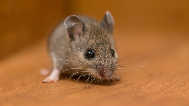 Brown field mouse