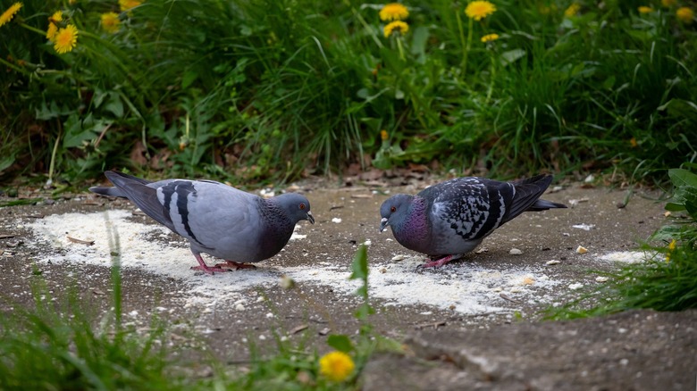 Pigeons pecking food on ground