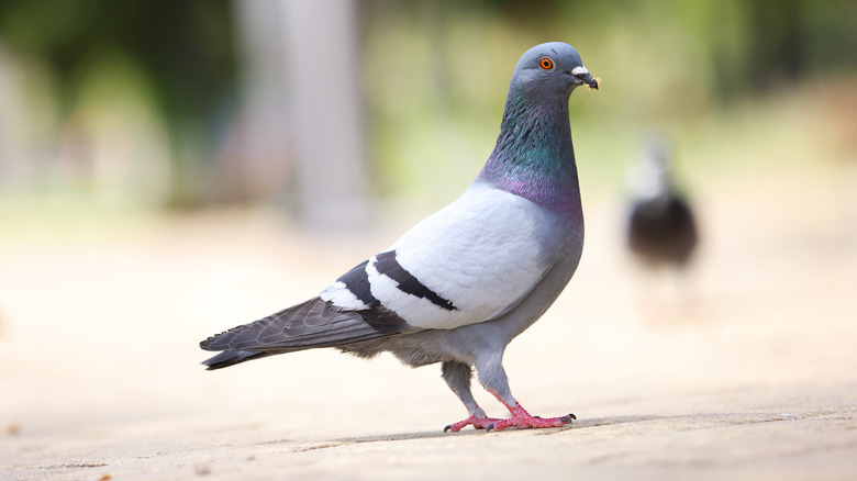 Close view of pigeon