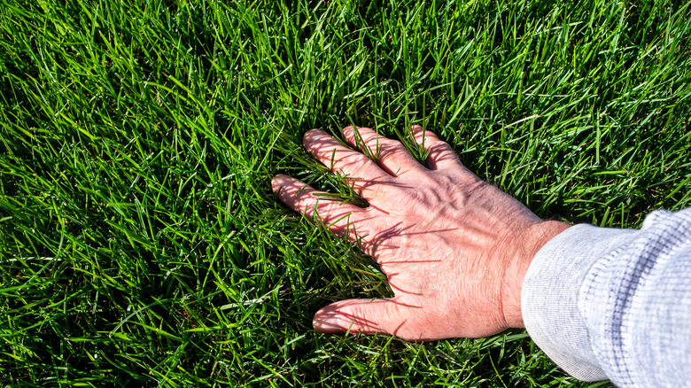 person inspecting yard for weeds