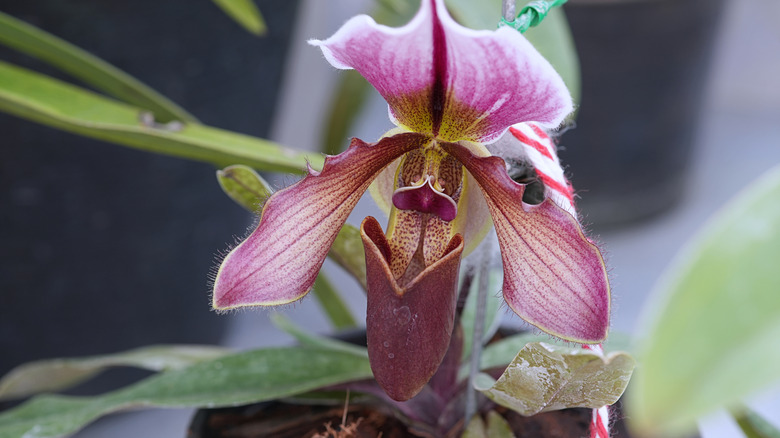 A pink Paphiopedilum or slipper orchid flower.
