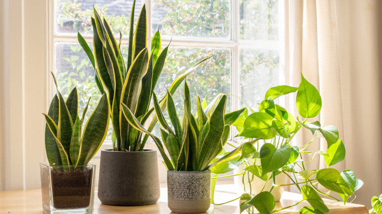 Indoor houseplants next to a window in a beautifully designed home or flat interior.