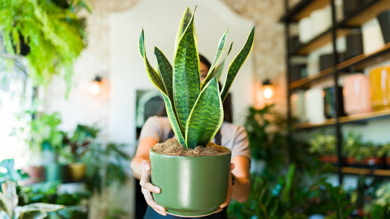 Closeup of a plant shop worker holding a potted snake plant while standing in a plant shop