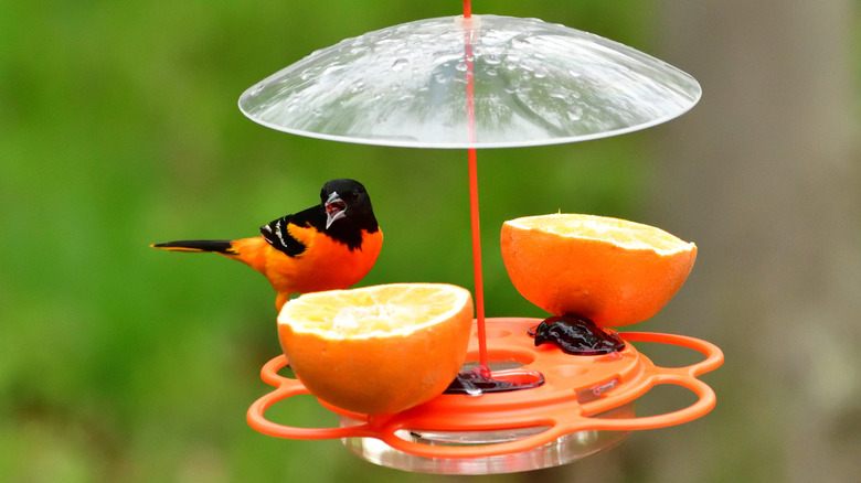A Baltimore oriole sitting on top of a bird feeder with orange halves on top