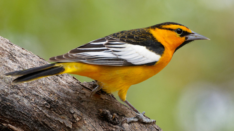 A close-up view of a bullock's oriole on a tree branch