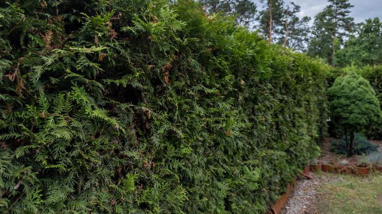 A dense screen of arborvitae