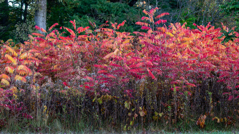 A spreading group of staghorn sumac shrubs