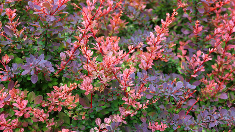 The red leaves and stems of a barberry shrub in a garden