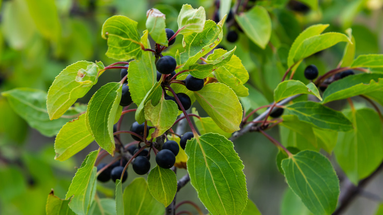 Branches and berries from common buckthorn