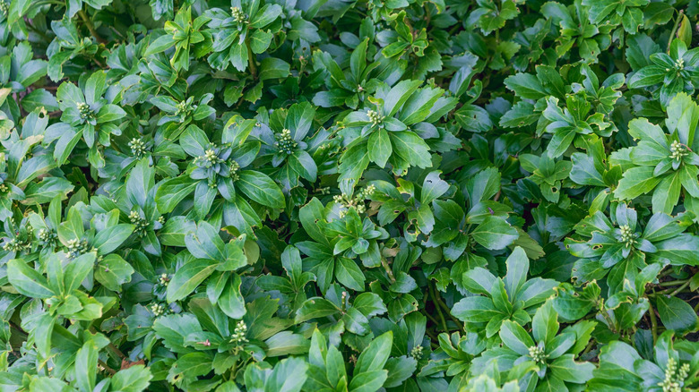 Pachysandra growing densely on the ground