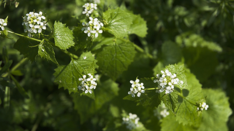 Close up of garlic mustard flowering
