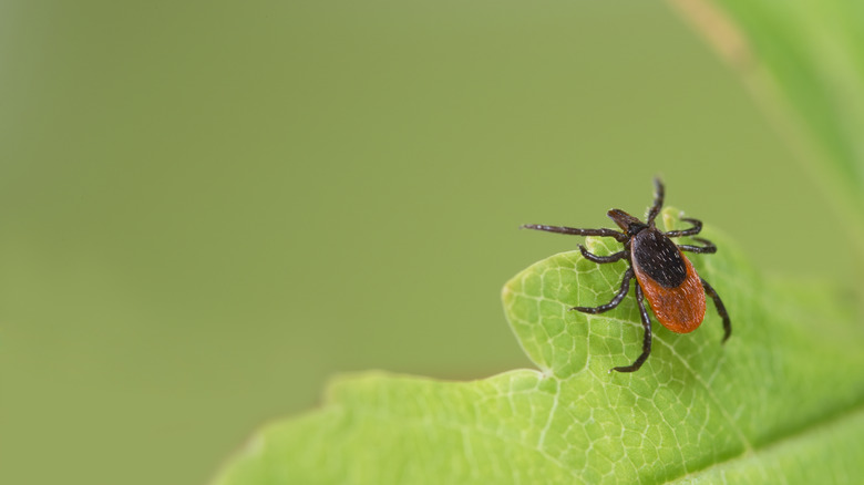 A tick crawling on a leaf