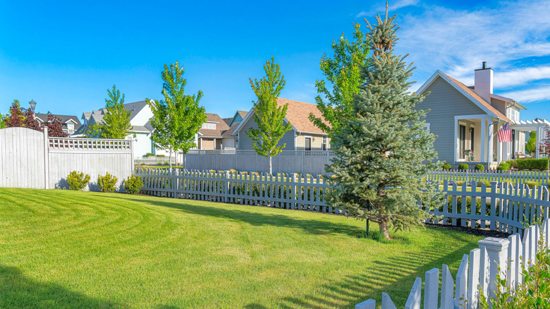 A pine tree in a backyard area