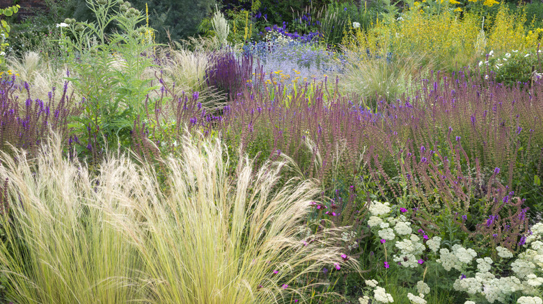 Fluffy ornamental grasses in a meadow-style garden