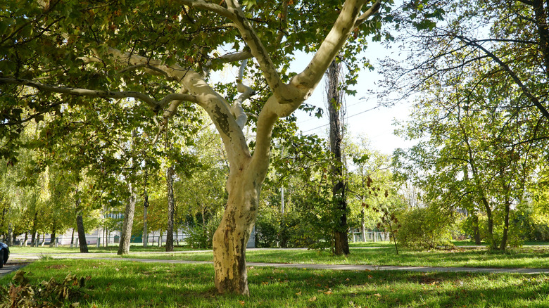 A tall sycamore tree growing along a path