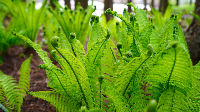 A sprouting fern plant growing outdoors