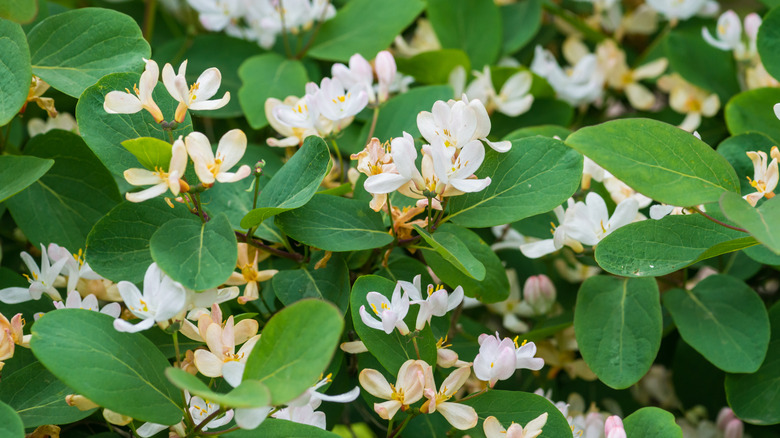 A tartarian honeysuckle bush with white blooms