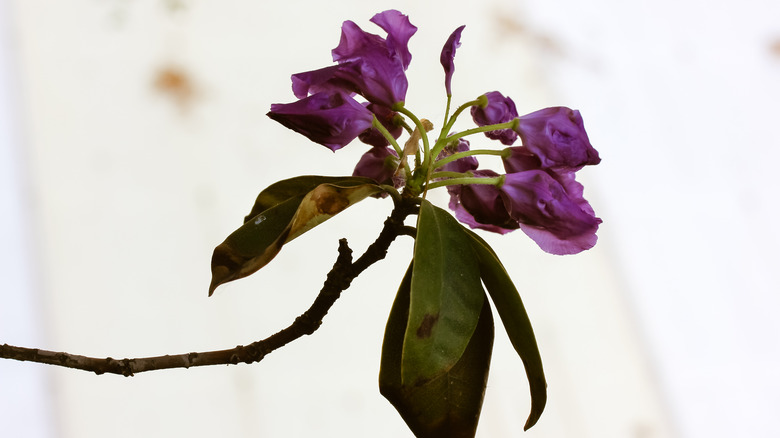 wilted purple azalea