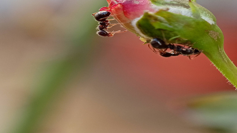 Ants crowd a rose bud.