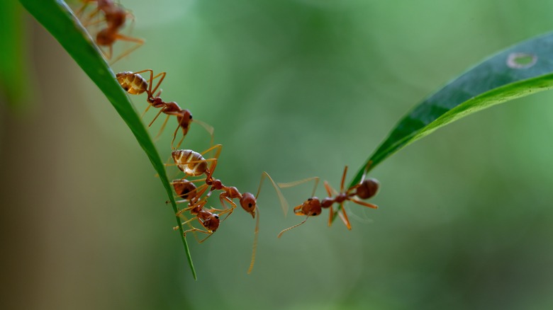 Ants work together to build a bridge between two leaves.
