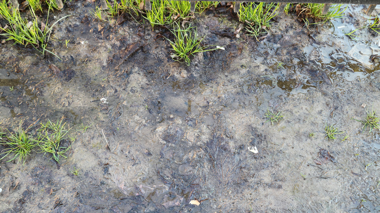 Close up of gray waterlogged soil