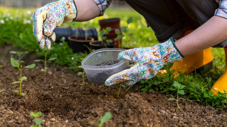 Woman sprinkling seeds in garden soil