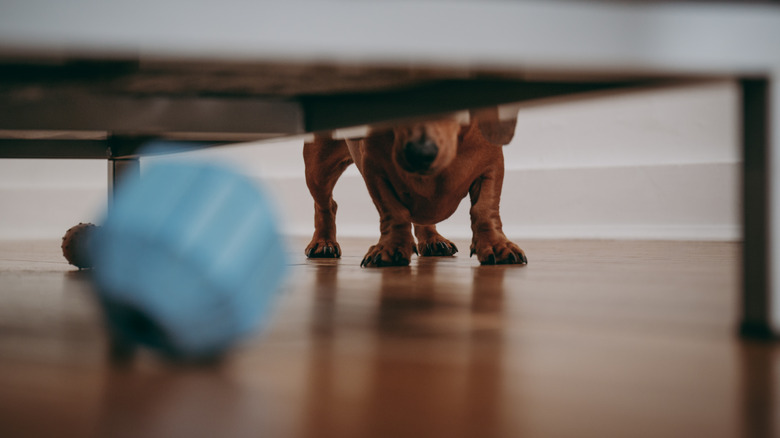 dog looking at toy under sofa