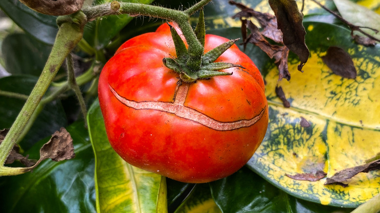 Plump red tomato growing outside on the vine, with a horizontal crack across the fruit.
