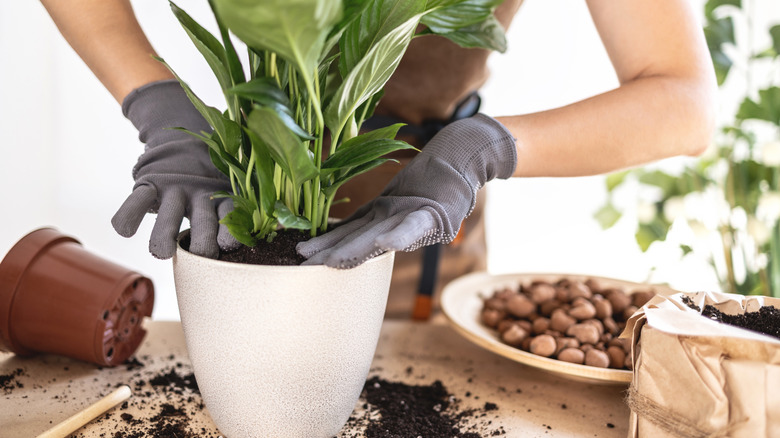 Gloved hands repotting peace lily plant with dirt and old pot on wood tabletop