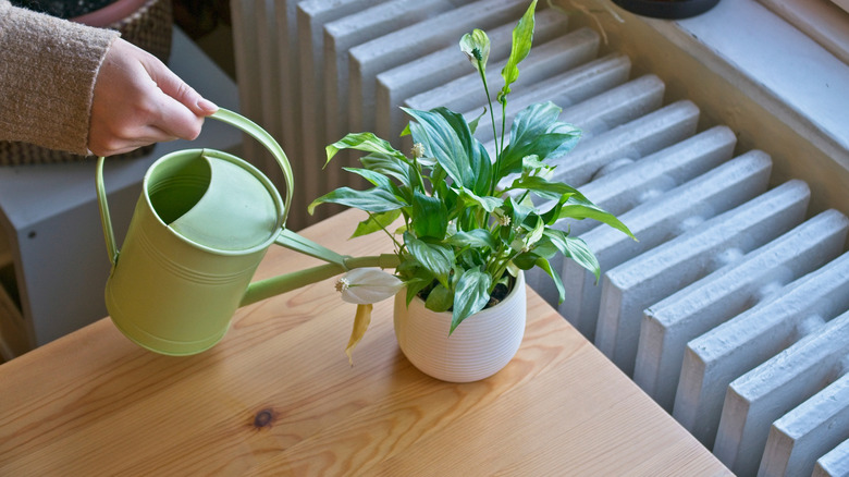 Hand watering a peace lilly plant that's sitting on a wood table top with a green watering can