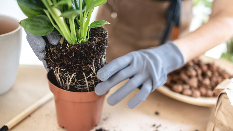 Close up of gloved hands taking a peace lily plant out of a too-small pot with visable roots