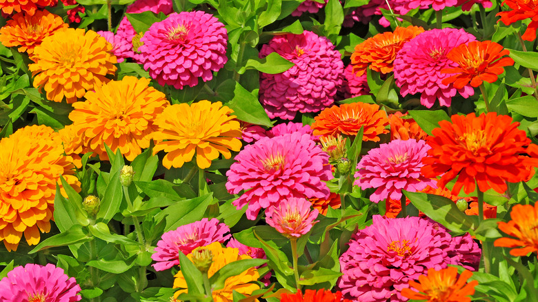 pink, orange, and yellow zinnias