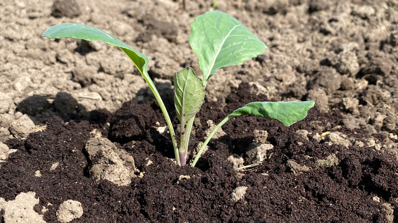 Plant surrounded by coffee grounds
