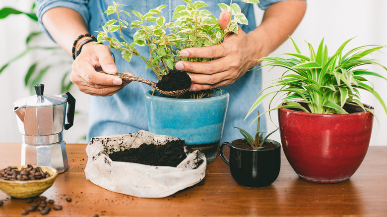 Coffee grounds in plants