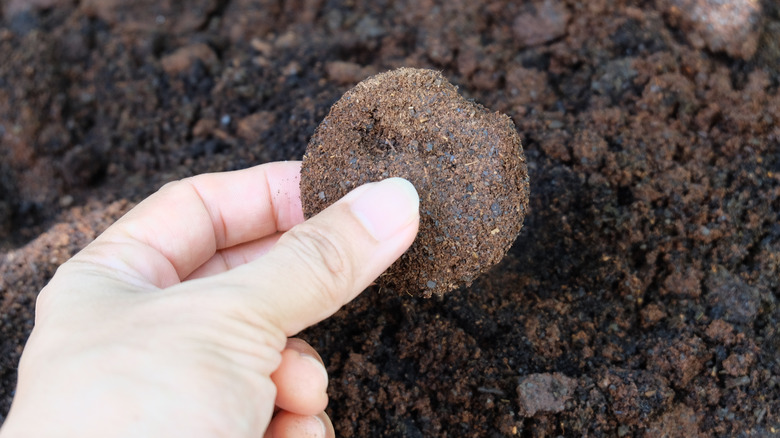 Clump of coffee grounds