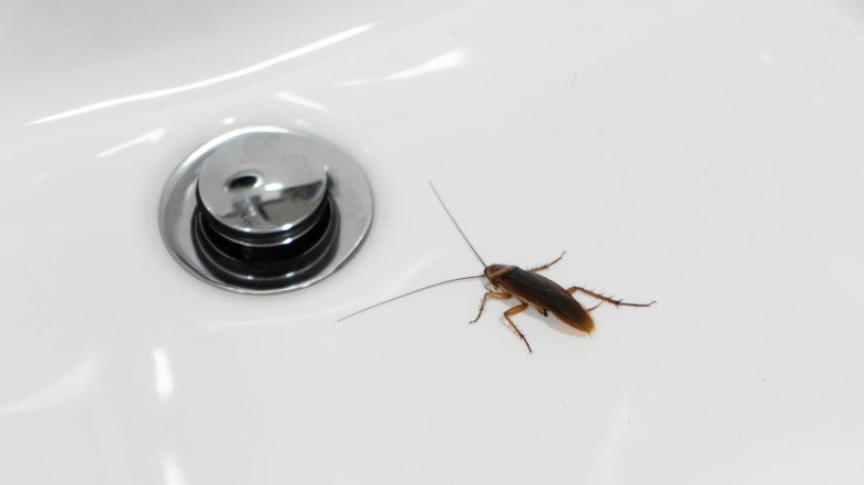 cockroach in bathroom sink