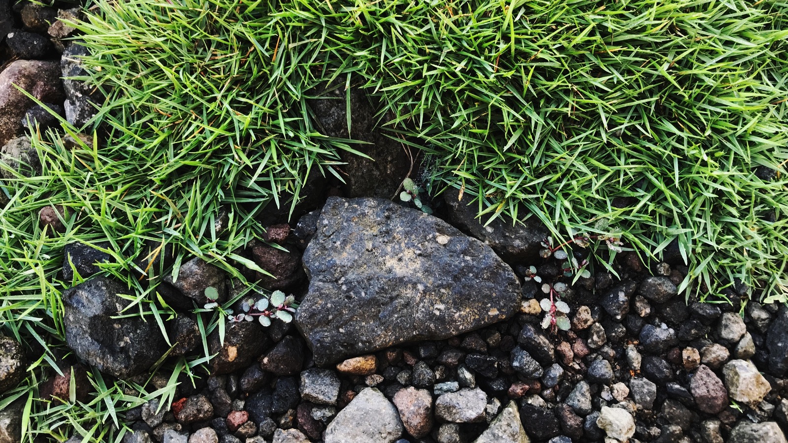 If You're Trying To Get Rid Of Zoysia Grass We Have Some Bad News