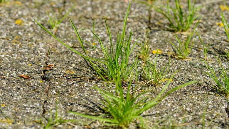 Removing zoysia from driveway
