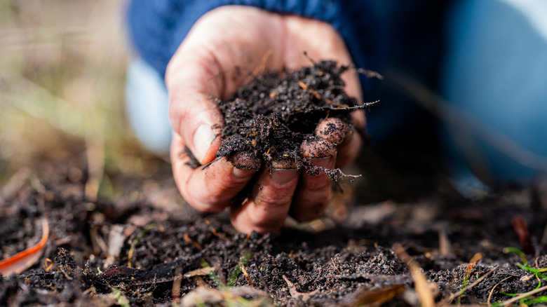 Person holding a handful of soil