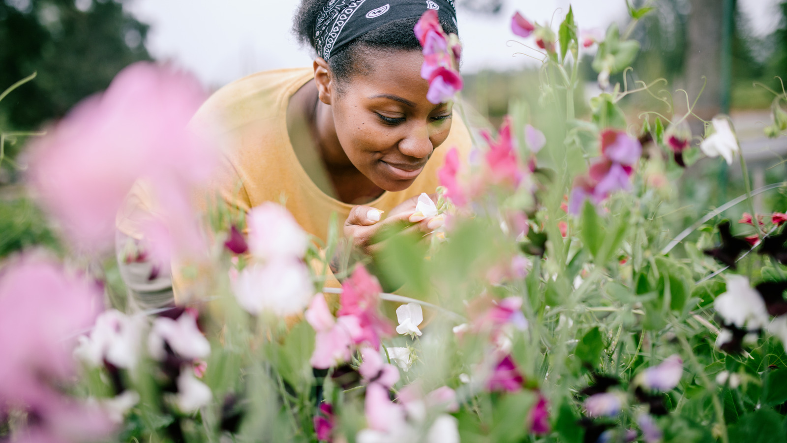 If You've Never Had Luck Planting Tulips, Try These Lookalikes Instead
